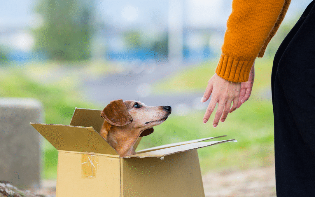 Déménager avec des animaux