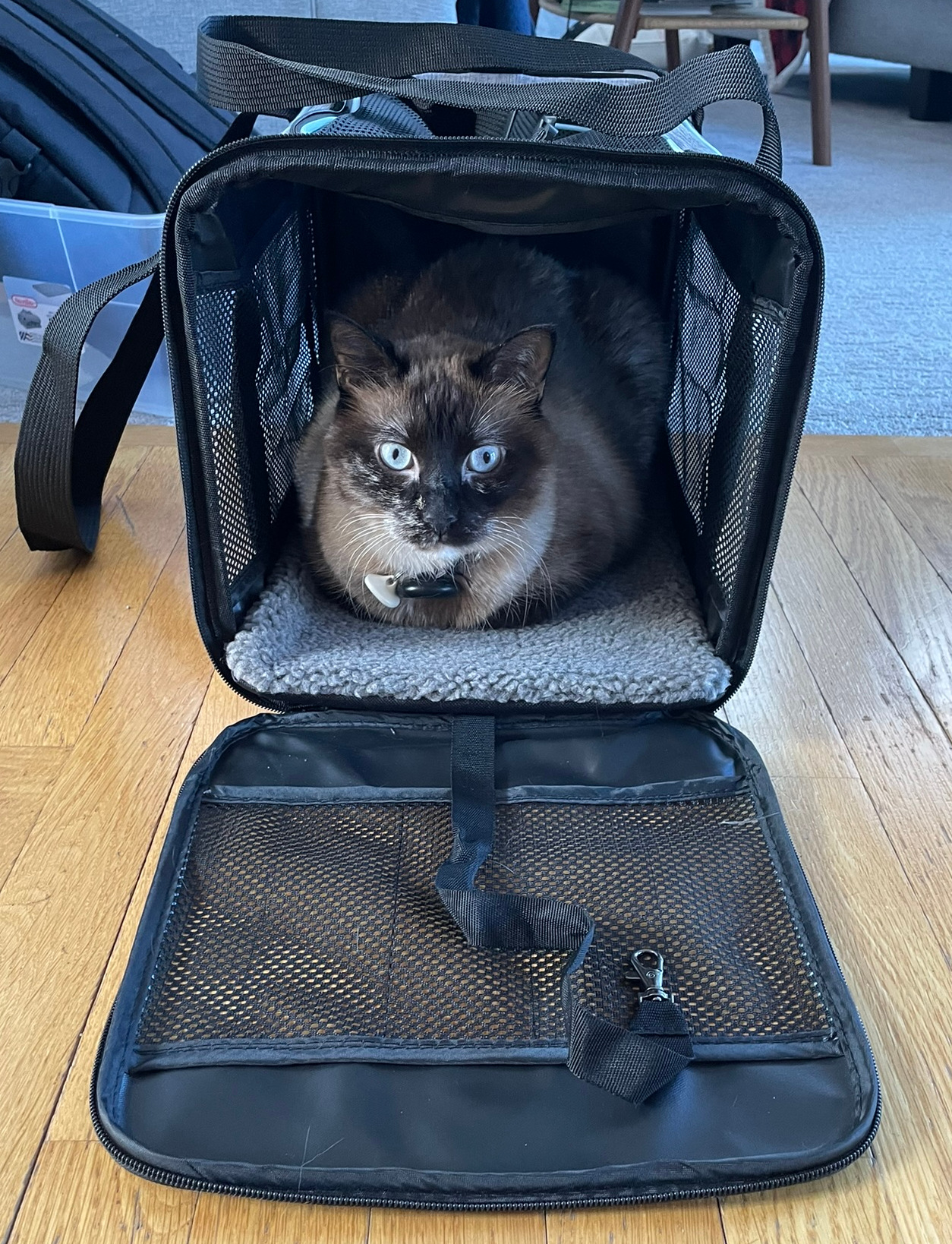 Transport d'animaux de compagnie en sécurité par Transport Five Star